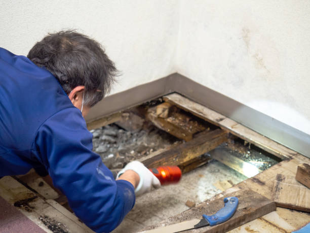 Best Water Damage Restoration  in Grasonville, MD
