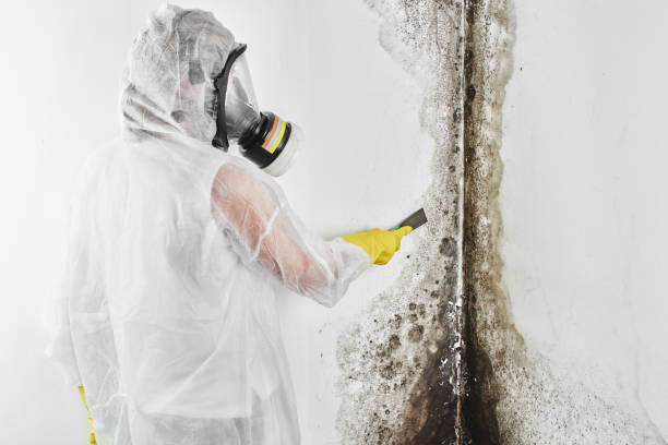 Best Attic Mold Removal  in Grasonville, MD