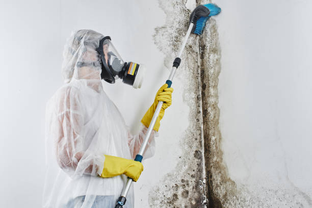 Best Office Mold Removal Services  in Grasonville, MD