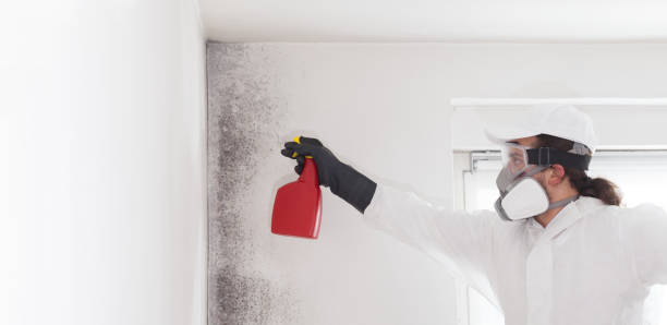 Attic Mold Removal in Grasonville, MD