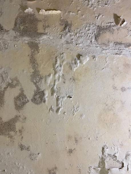 Best Mold Removal Near Me  in Grasonville, MD