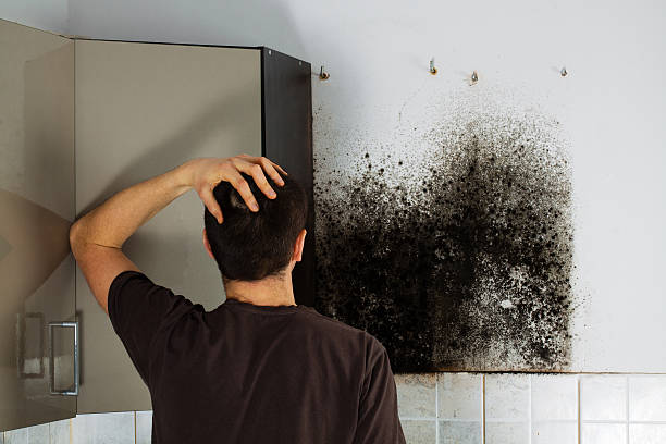 Best Office Mold Removal Services  in Grasonville, MD