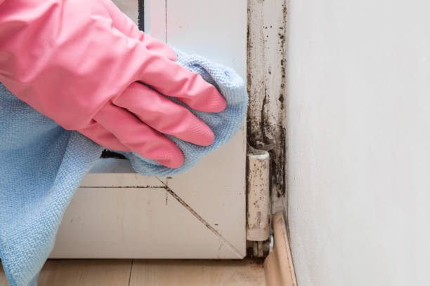 Best Mold Inspection  in Grasonville, MD