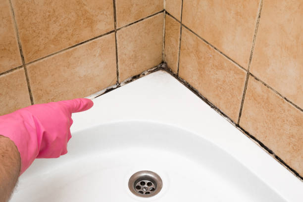 Best Home Mold Removal  in Grasonville, MD
